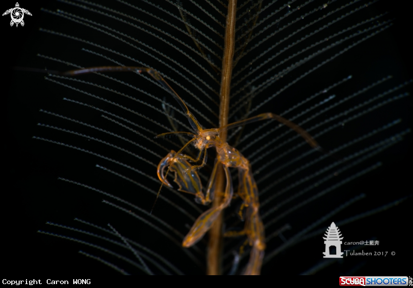 A Skeleton Shrimp
