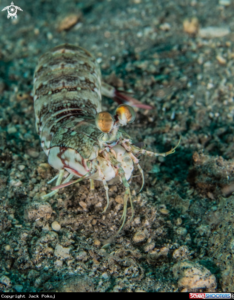 A Tiger mantis shrimp