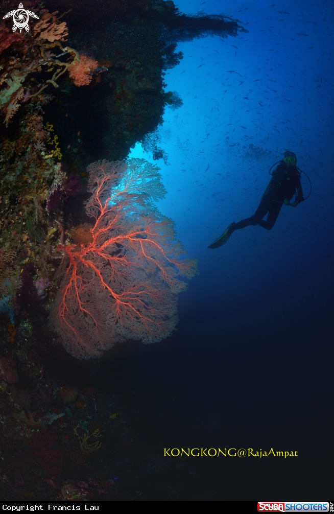 A Gorgonian