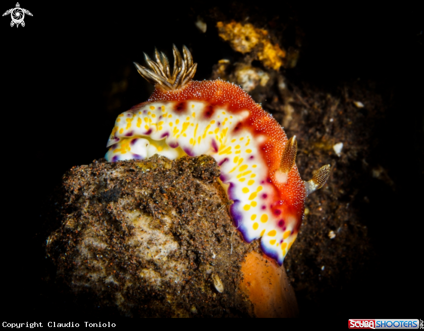 A Goniobranchus Collingwood