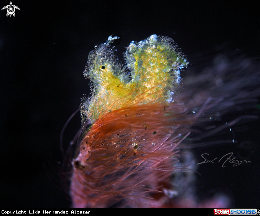 A Hairy shrimp