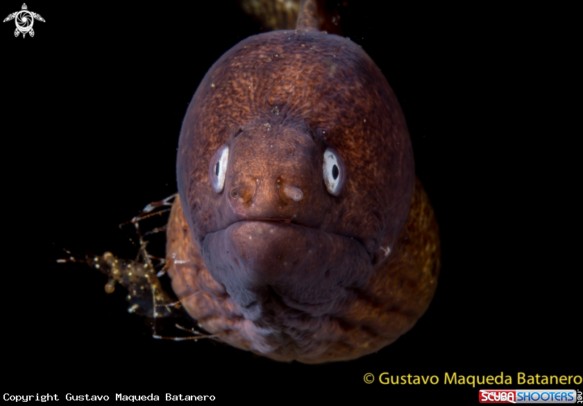 A Moray and cleaning shrimp