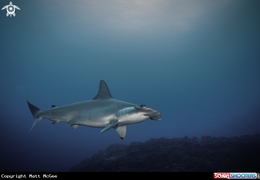 A Scalloped Hammerhead Shark