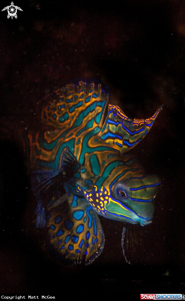 A Mandarin Fish