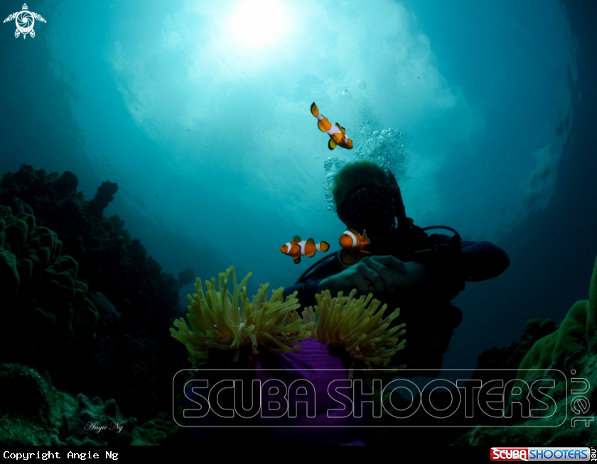 A nemo