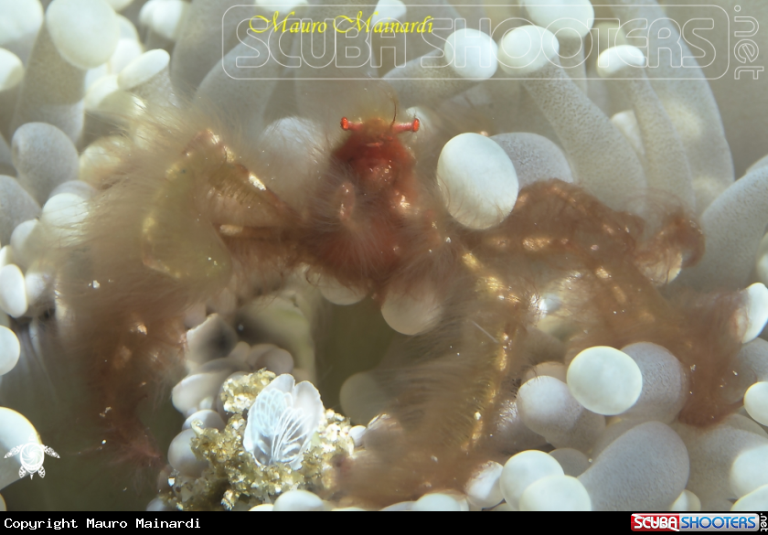 A Orango crab