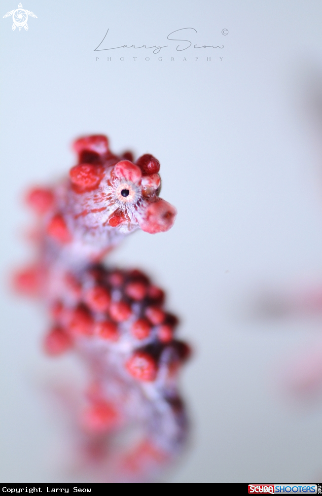 A Bargibanti Pigmy Seahorse