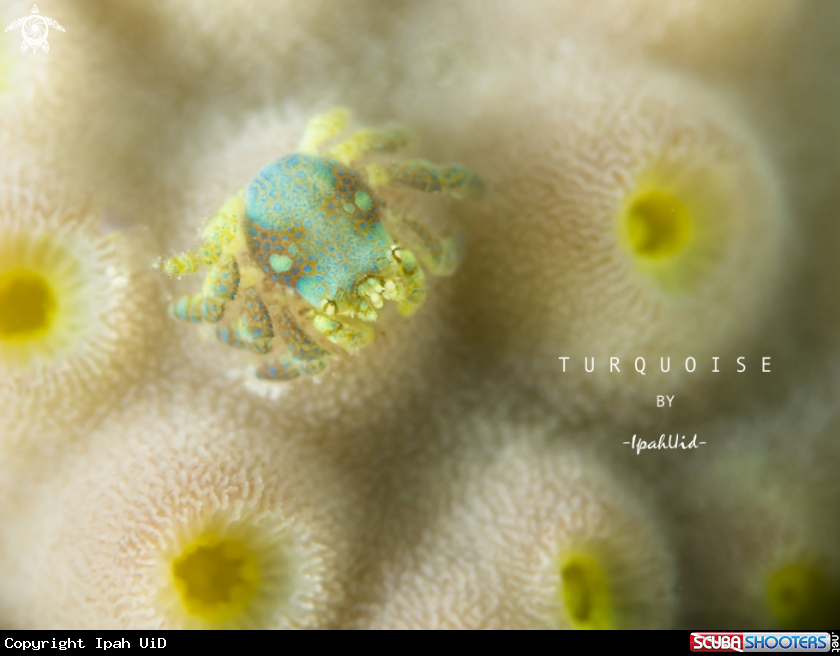 A  Hard Coral Crab