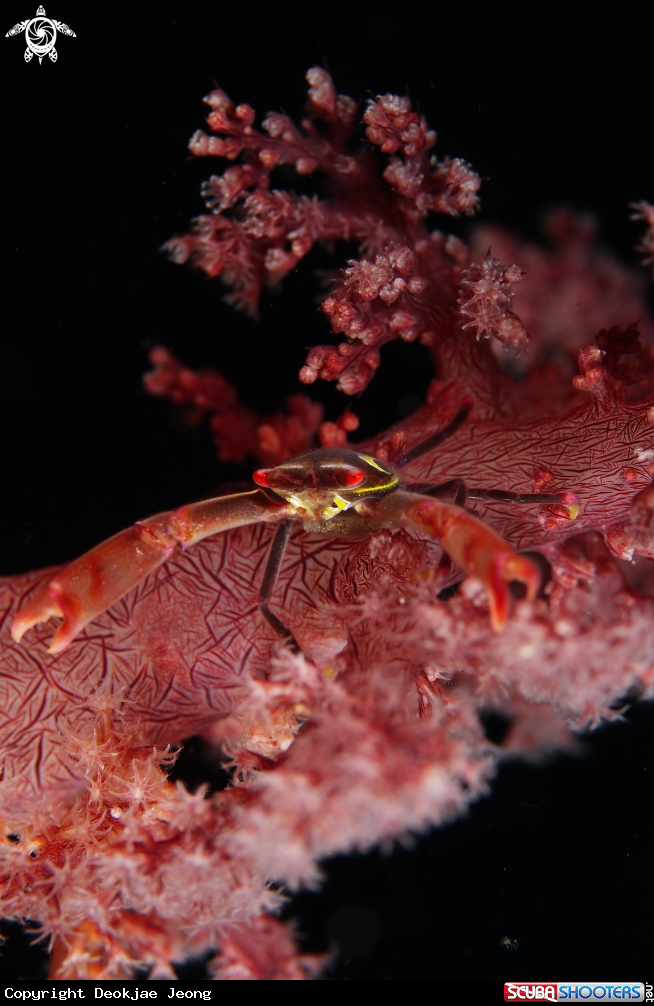 A crab