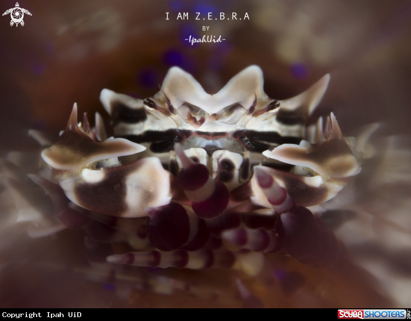A Zebra Crab
