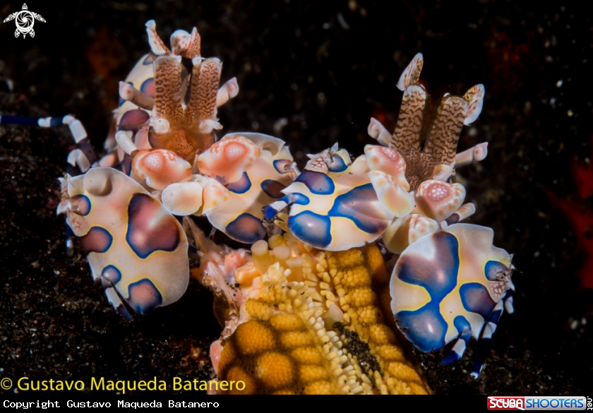 A Harlequin shrimps