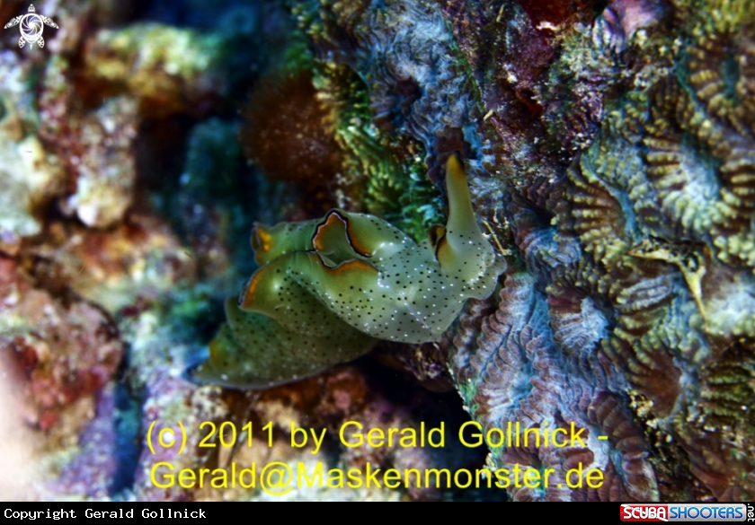 A underwater creature