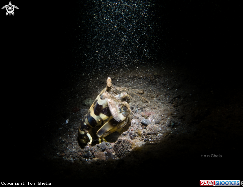 A Tiger Mantis Shrimp