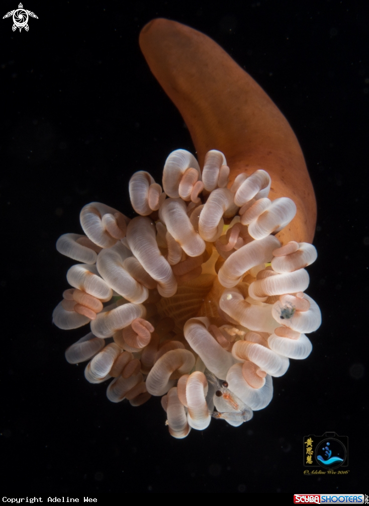 A Young anemone on the go with hitchhikers 