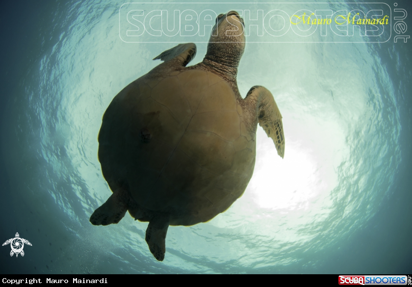 A Green turtle