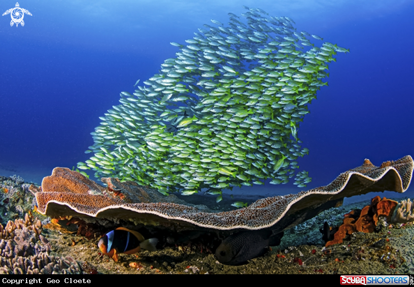 A Disc Coral with Bluebanded snappers