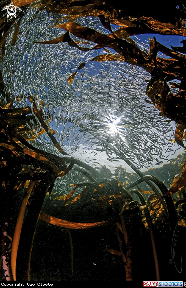 A Kelp