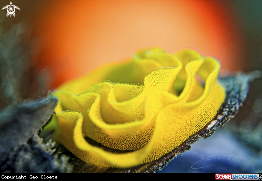 A Nudibranch eggs