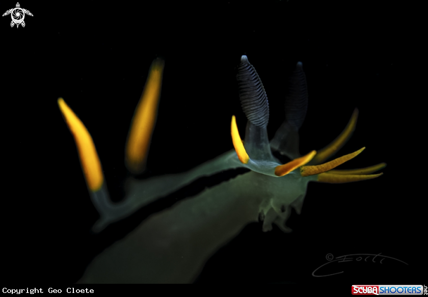 A Twin Crown