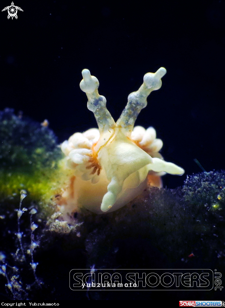 A Nudibranch