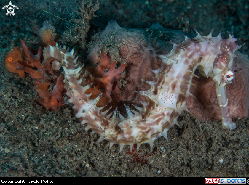 A Painted frogfish and Thorny seahorse