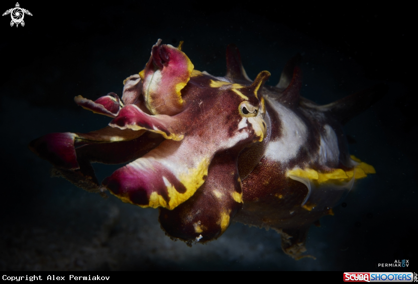 A Flamboyant cuttlefish