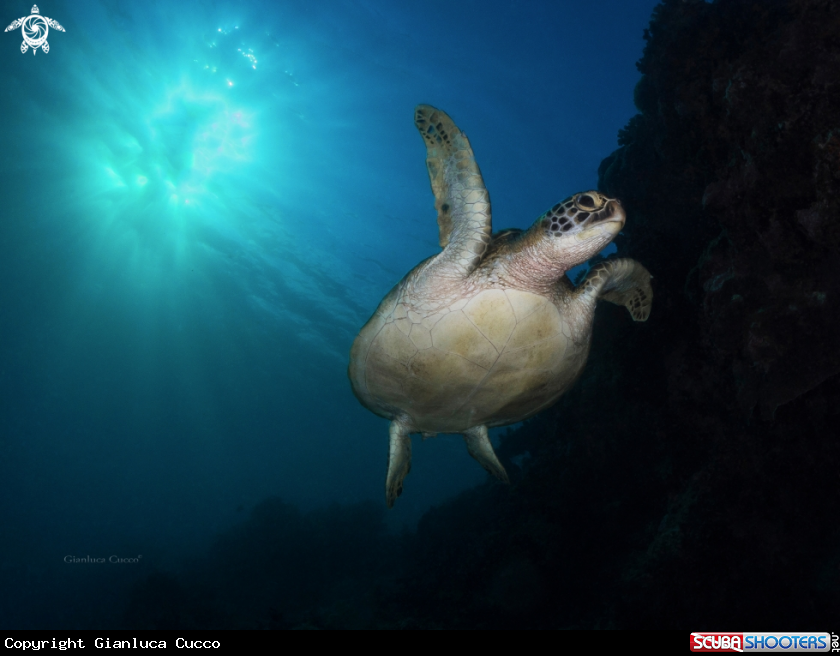 A Green turtle,Tartaruga verde