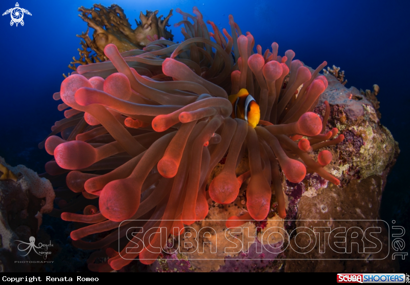 A Anemone
