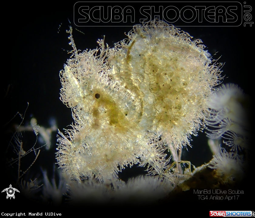 A Hairy Shrimp