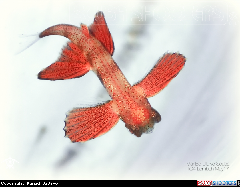 A Flying Fish