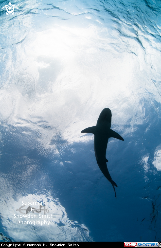 A Caribbean reef shark