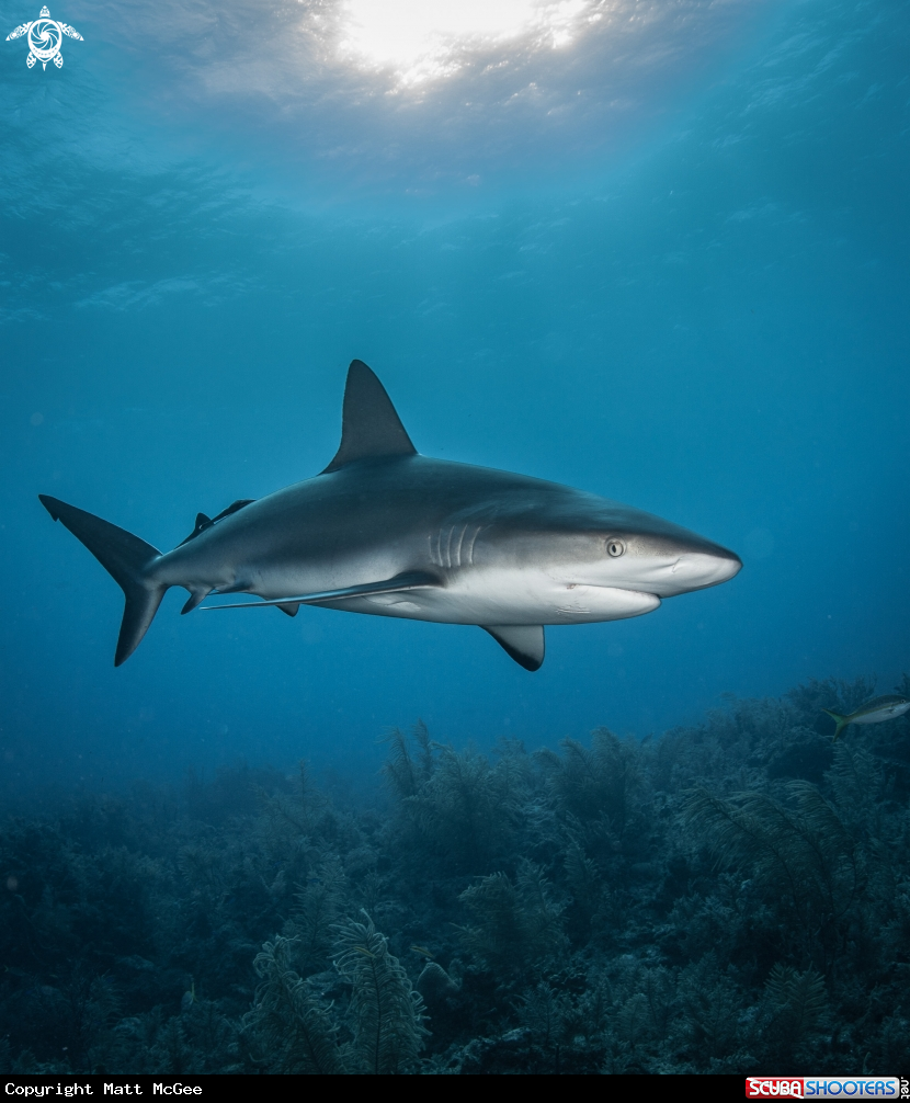A Caribbean Reef Shark