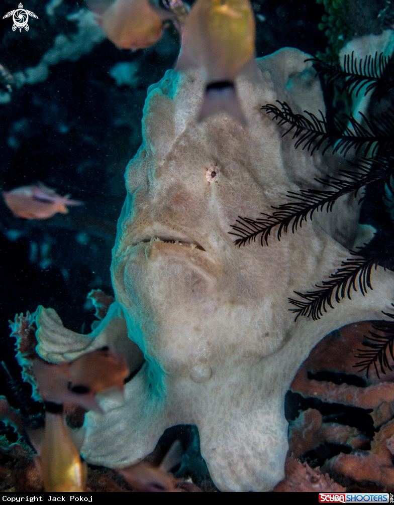 A Giant frogfish