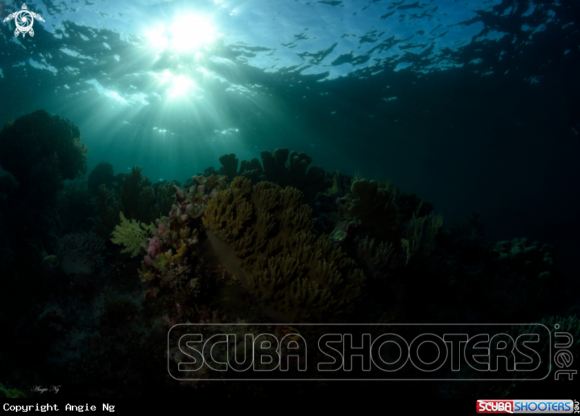 A coral reef