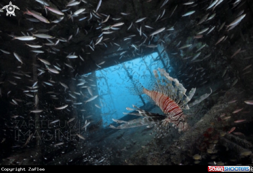 A Lionfish