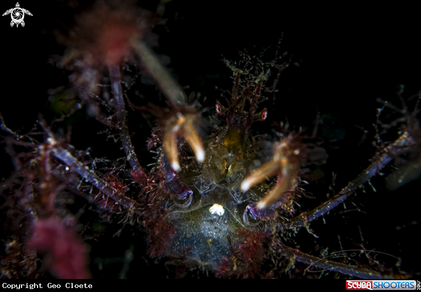 A Crab