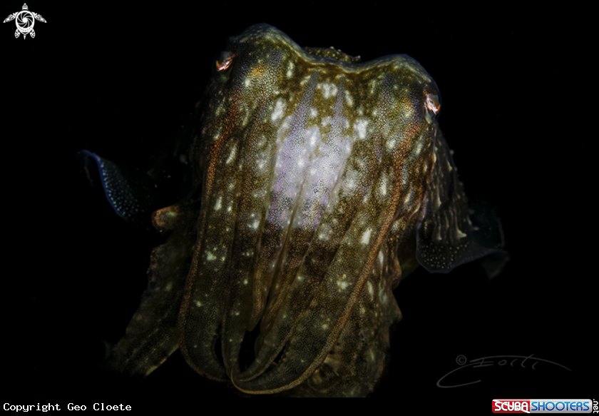 A Cuttlefish 