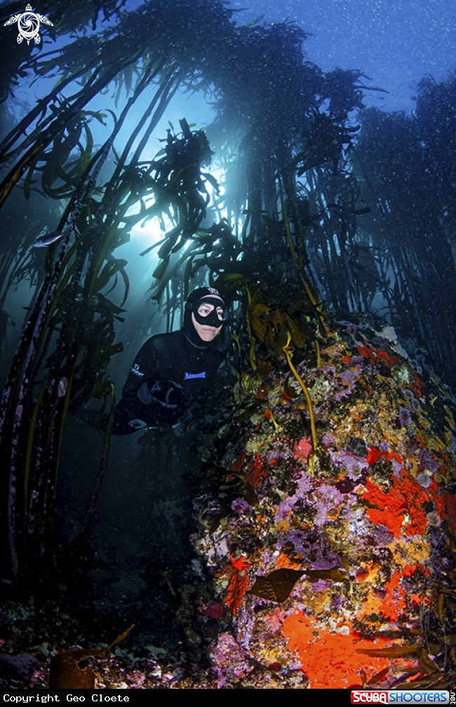 A Reef & Free Diver