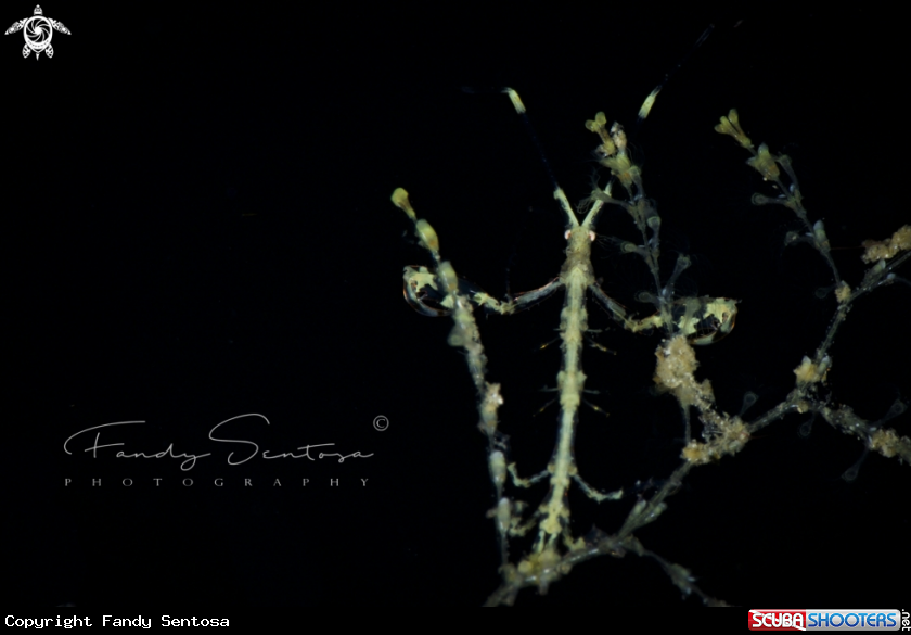 A Skeleton Shrimp