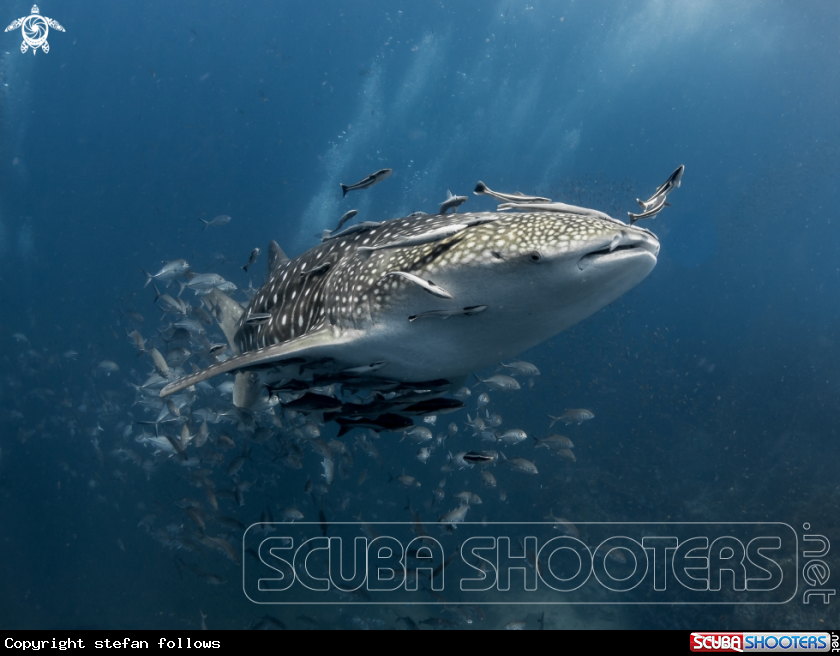 A Whale Shark