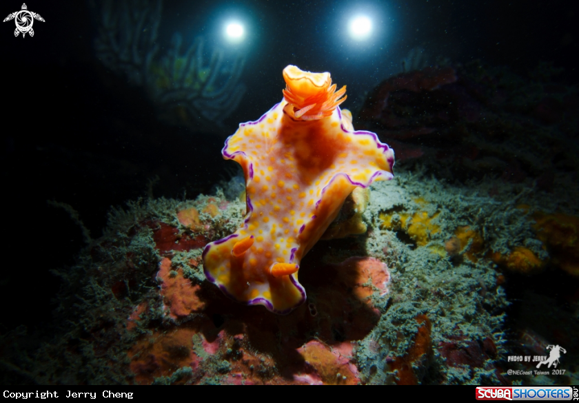 A Nudi