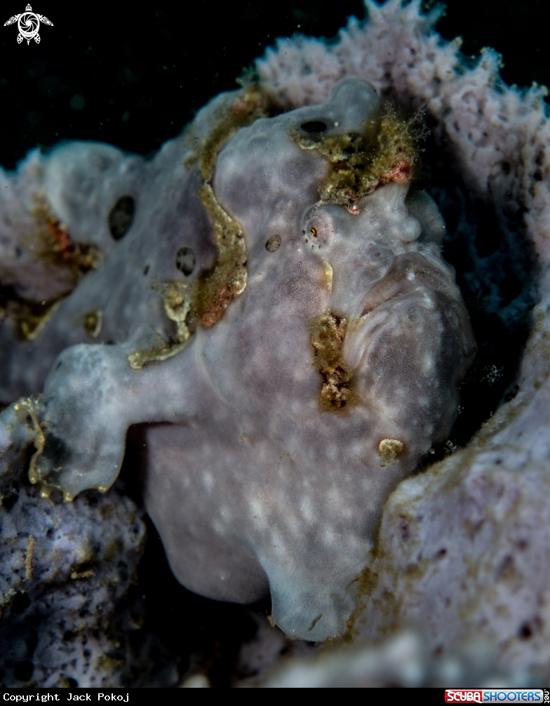 A Painted frogfish