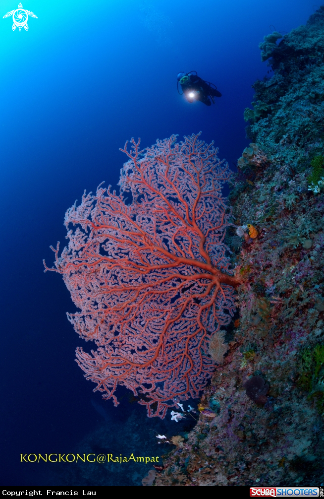 A Gorgonian
