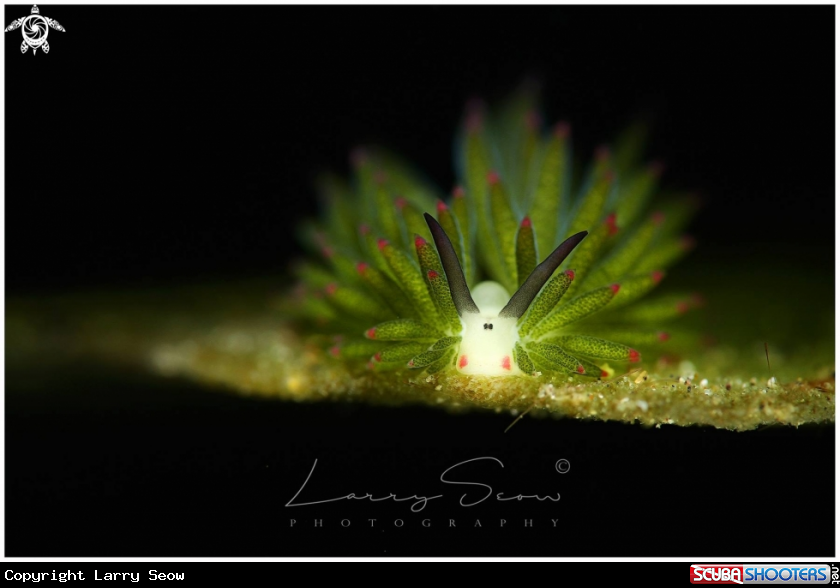 A Costasiella Kuroshimae