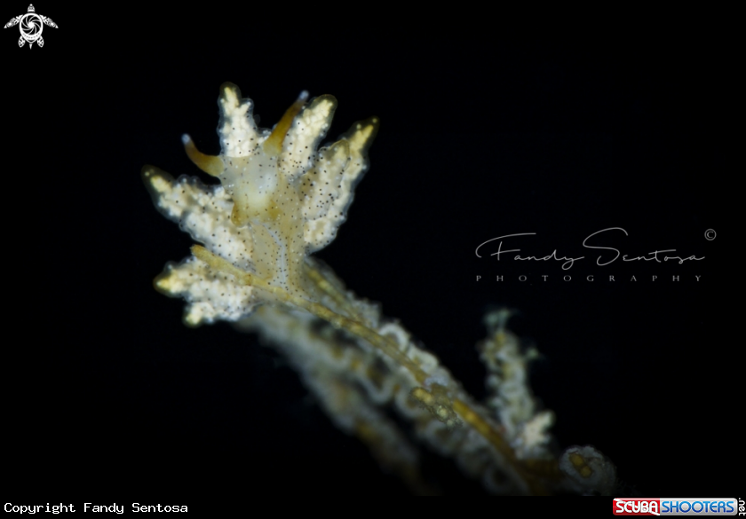 A Nudibranch