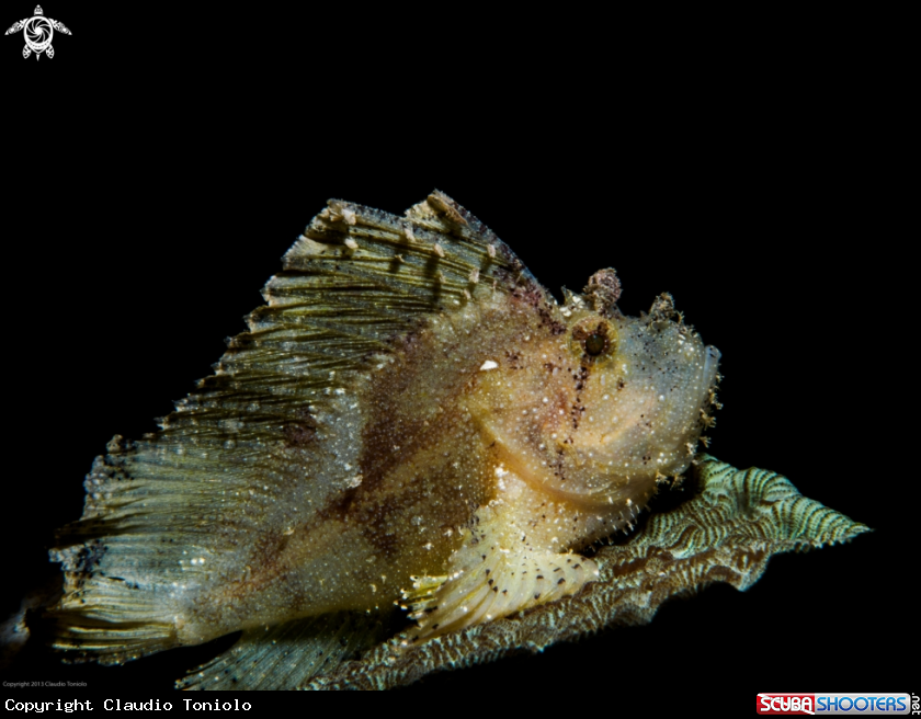 A Leaf Fish