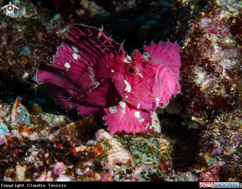 A Leaf Fish