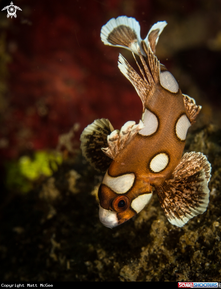 A Juvenile Harlequin Sweet Lips