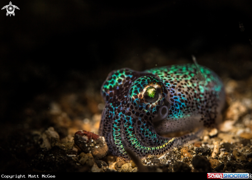 A Bobtail Squid