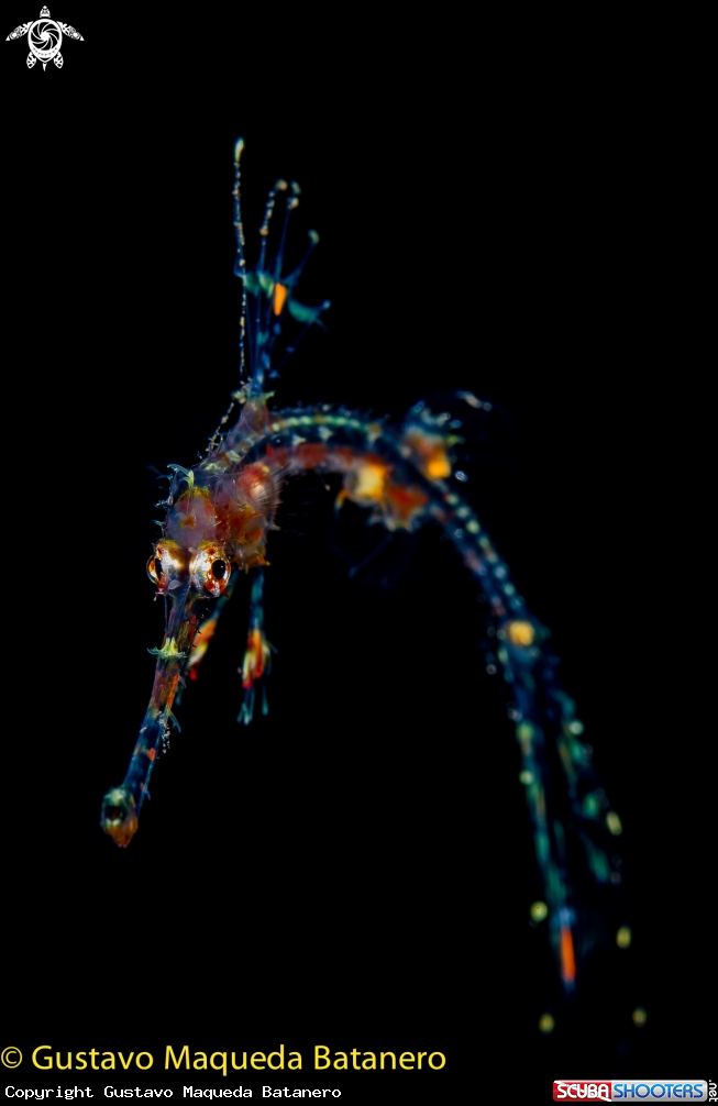 A Ornate ghost Pipefish